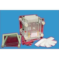 雙板夾心式垂直電泳槽 DYCZ-28C