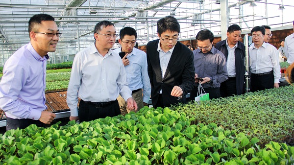 王主任通過手機(jī)端查看智能蟲情測報燈蟲情監(jiān)測圖像及預(yù)警數(shù)據(jù)