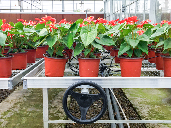 托普云農(nóng)全自動(dòng)托管式溫室大棚正式落成