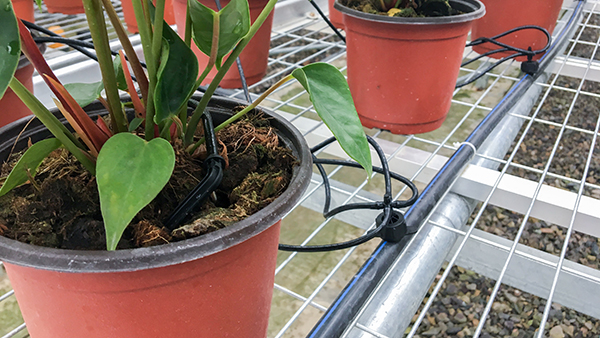 托普云農(nóng)全自動(dòng)托管式溫室大棚正式落成