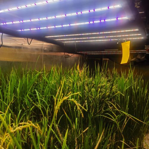 育種加代室 定制