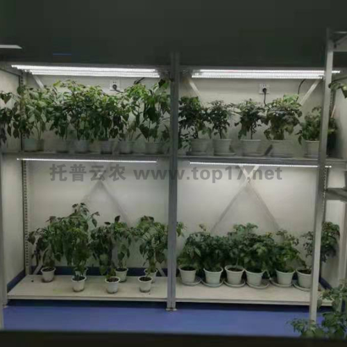 植物病理研究室 定制