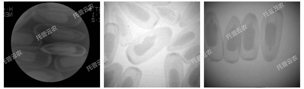 電腦農(nóng)用X光機(jī)/電腦種子X光機(jī)